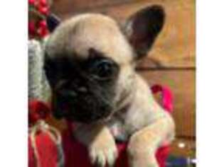 French Bulldog Puppy for sale in Milan, IL, USA