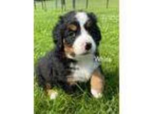 Bernese Mountain Dog Puppy for sale in West Farmington, OH, USA
