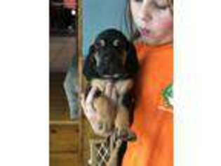 Medium Photo #1 Bloodhound Puppy For Sale in Francestown, NH, USA