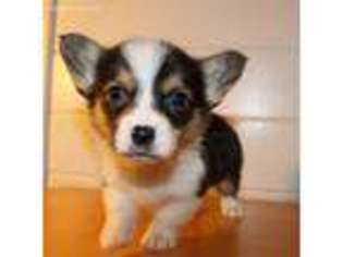 Pembroke Welsh Corgi Puppy for sale in Exeter, MO, USA