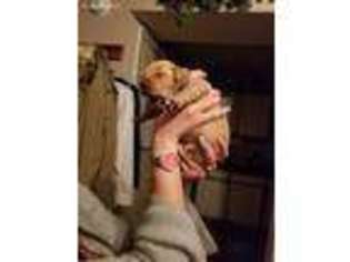 Golden Retriever Puppy for sale in Mount Pleasant, SC, USA