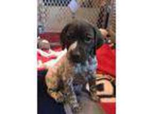German Shorthaired Pointer Puppy for sale in West Bountiful, UT, USA