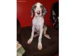 Great Dane Puppy for sale in Corpus Christi, TX, USA