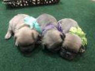 French Bulldog Puppy for sale in Scarborough, ME, USA