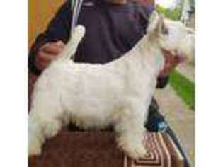 West Highland White Terrier Puppy for sale in Belgrade, MT, USA