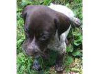 German Shorthaired Pointer Puppy for sale in Koshkonong, MO, USA