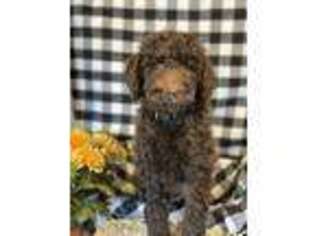 Mutt Puppy for sale in Rome, NY, USA