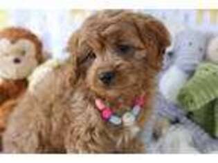 Cavapoo Puppy for sale in Montclair, CA, USA