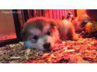 Alaskan Malamute Puppy for sale in Dover, OH, USA