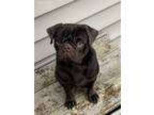 Pug Puppy for sale in Falls Mills, VA, USA