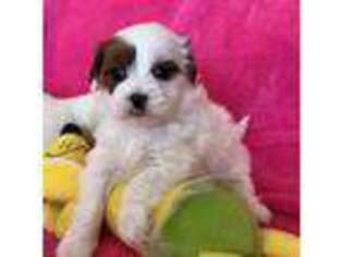 Shorkie Tzu Puppy for sale in Canon City, CO, USA