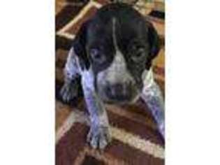 German Shorthaired Pointer Puppy for sale in Koshkonong, MO, USA