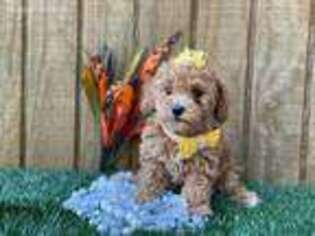 Cavachon Puppy for sale in Henagar, AL, USA