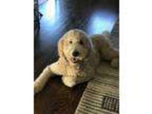 Goldendoodle Puppy for sale in Breinigsville, PA, USA