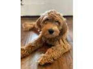 Goldendoodle Puppy for sale in Warner Robins, GA, USA