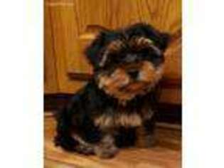 Yorkshire Terrier Puppy for sale in Glenwood, MO, USA