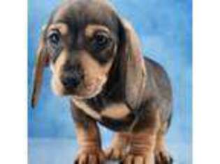 Dachshund Puppy for sale in Murphysboro, IL, USA