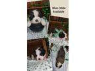Saint Bernard Puppy for sale in Pleasantville, IA, USA