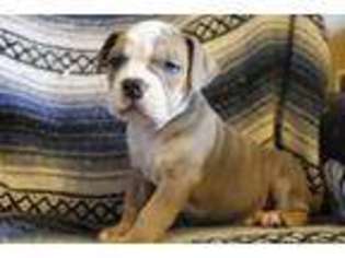 Olde English Bulldogge Puppy for sale in Joice, IA, USA