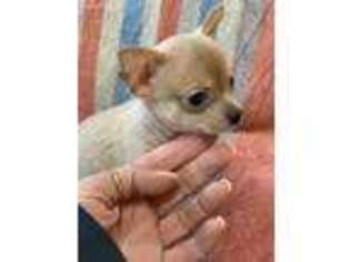 Chihuahua Puppy for sale in Fortuna, MO, USA