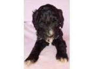 Goldendoodle Puppy for sale in Plato, MO, USA
