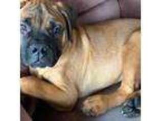 Bullmastiff Puppy for sale in Blacklick, OH, USA