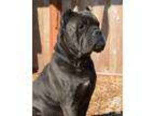 Cane Corso Puppy for sale in GRESHAM, OR, USA