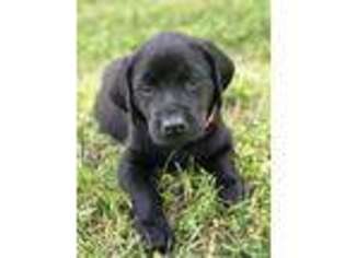 Labrador Retriever Puppy for sale in Imlay City, MI, USA
