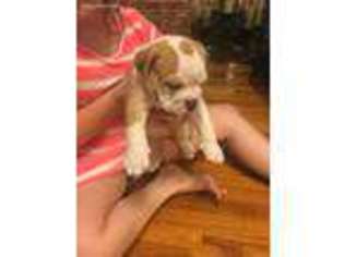 Olde English Bulldogge Puppy for sale in Springfield, OH, USA