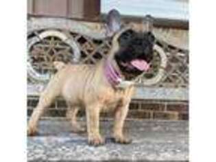 French Bulldog Puppy for sale in Huffman, TX, USA