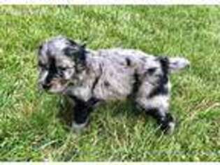 Mutt Puppy for sale in New Salem, IL, USA