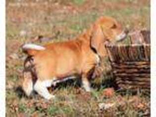 Basset Hound Puppy for sale in London, KY, USA