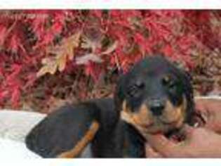 Rottweiler Puppy for sale in Covington, GA, USA