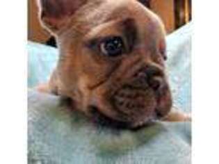 French Bulldog Puppy for sale in Cocoa, FL, USA