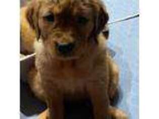 Golden Retriever Puppy for sale in Barre, VT, USA