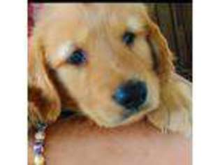 Medium Photo #1 Golden Retriever Puppy For Sale in Campo, CA, USA