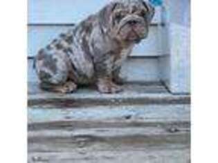 Bulldog Puppy for sale in Long Prairie, MN, USA