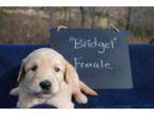 Goldendoodle Puppy for sale in Center Ridge, AR, USA