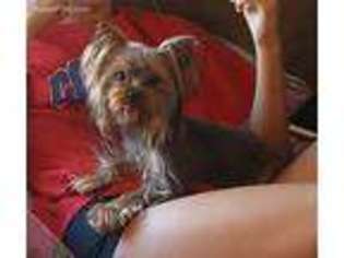 Yorkshire Terrier Puppy for sale in Hebron, KY, USA
