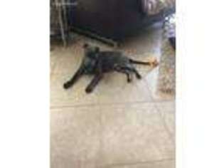 Mutt Puppy for sale in Missouri City, TX, USA