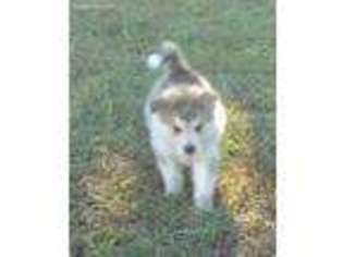 Alaskan Malamute Puppy for sale in Shelbyville, TN, USA