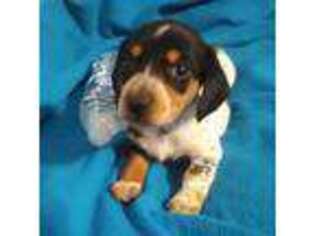 Dachshund Puppy for sale in Lockhart, TX, USA