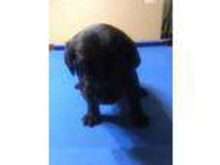 Labrador Retriever Puppy for sale in Gulf Shores, AL, USA