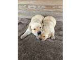 Labrador Retriever Puppy for sale in Lodge, SC, USA