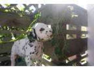 Dalmatian Puppy for sale in San Francisco, CA, USA