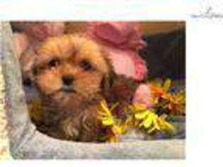 Shorkie Tzu Puppy for sale in West Palm Beach, FL, USA