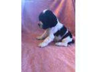 Cocker Spaniel Puppy for sale in Yelm, WA, USA