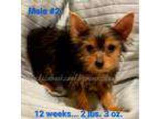 Yorkshire Terrier Puppy for sale in Lake Placid, FL, USA