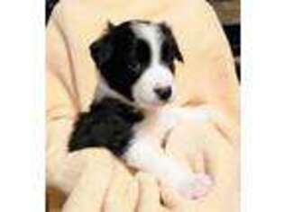 Border Collie Puppy for sale in Bothell, WA, USA