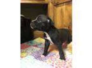 Boxer Puppy for sale in Westville, OK, USA